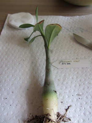 Adenium_FragrantStar1_.JPG