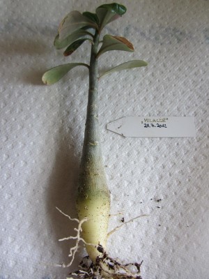 Adenium_Milacle1_.JPG