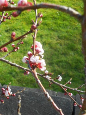 Aprikose April13k.JPG