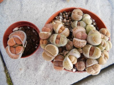 Lithops 13.4.13k.JPG