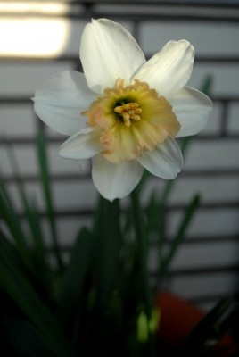 Frühling2013 030yy.jpg