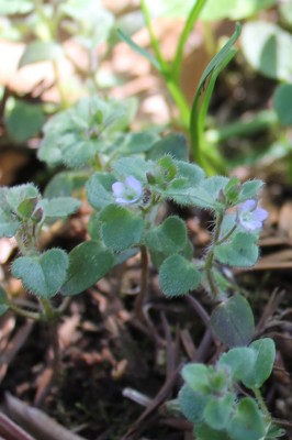 Veronica hederifolia.jpg