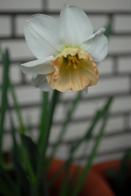 Balkon2013 005yy.jpg