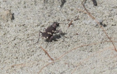 Sandkäfer4.jpg
