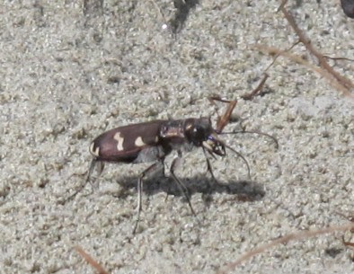 Sandkäfer3.jpg