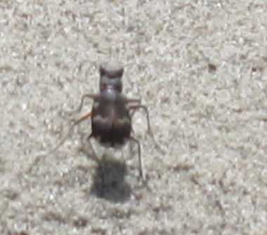 Sandkäfer1.jpg