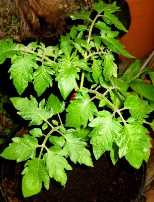 Tomate.jpg