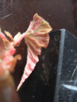 DSCF9786.JPG