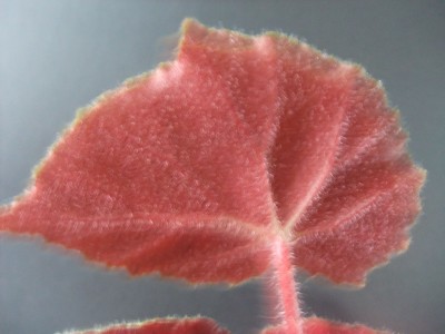 DSCF9782.JPG