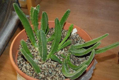 Stapelia2013 001yy.jpg