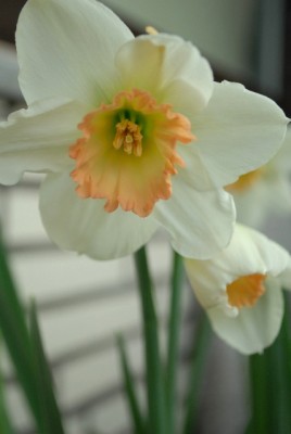 Balkon2013 012yy.jpg