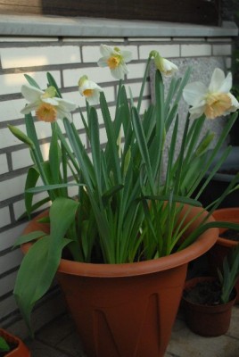 Balkon2013 014yy.jpg