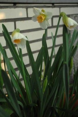 Balkon2013 011yy.jpg