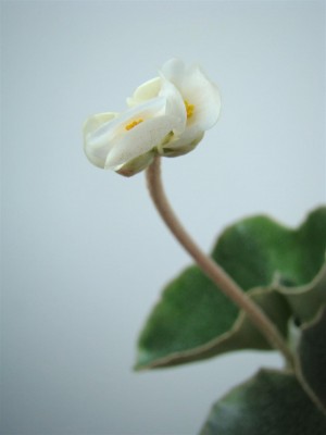 Begonia venosa_2.JPG