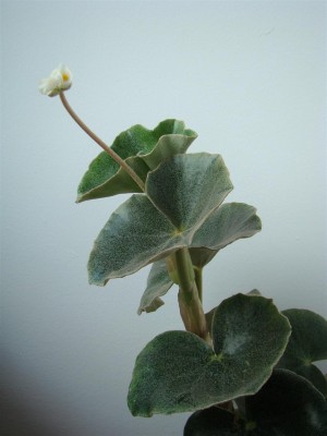 Begonia venosa_1.JPG
