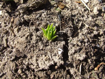 Eremurus Cleopatra.JPG
