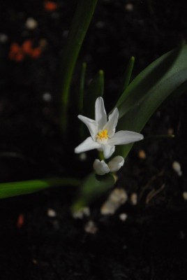 Frühling2013 043yy.jpg