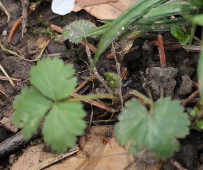 Geum urbanum klein1.jpg