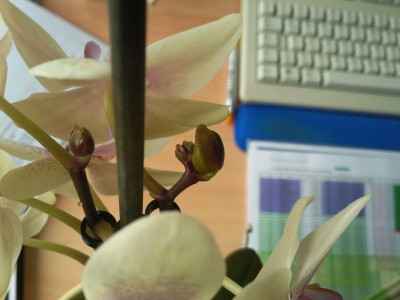 Foto003.jpg