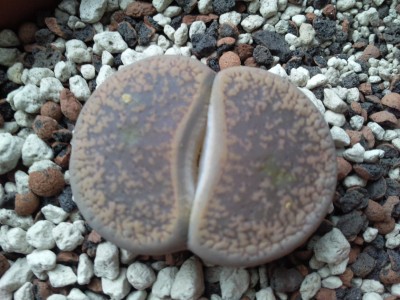 Foto017.jpg