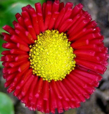 gibt es jetzt überall zu kaufen....jpg