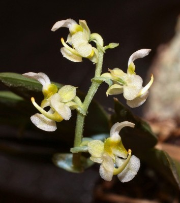 Ornithocephalus falcatus 2013-3 (1).jpg