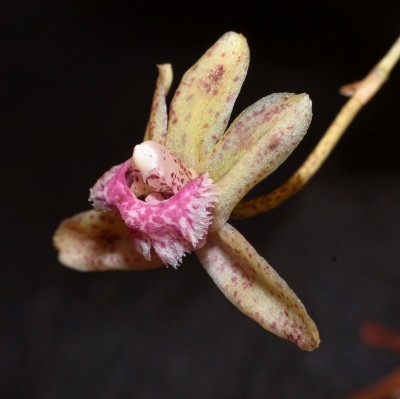 Kefersteinia sanguinolenta 2012-129 (2).jpg