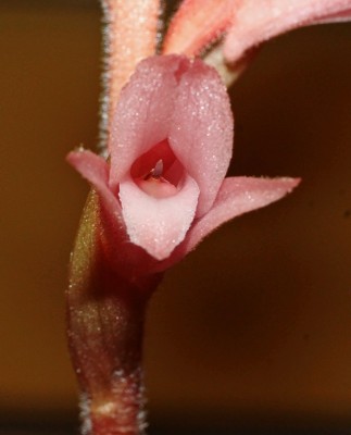 Sacoila lanceolata (6).jpg