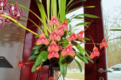 Masdevallia Sunset Jaguar (1).jpg