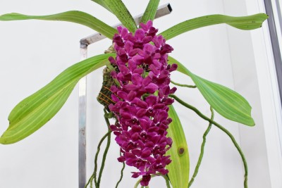 Rhynchostylis gigantea (1).jpg