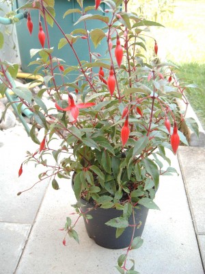 Winterharte_Fuchsie_1714.jpg