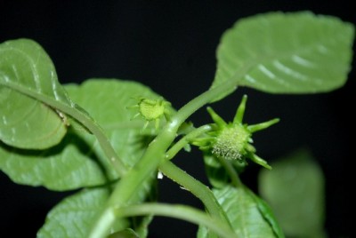 Dorstenia 014yy.jpg