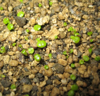 lebende Steine Lithops 222.jpg