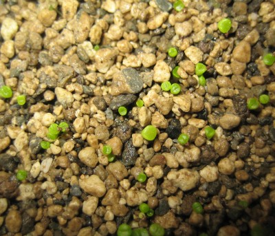 lebende Steine Lithops 223.jpg