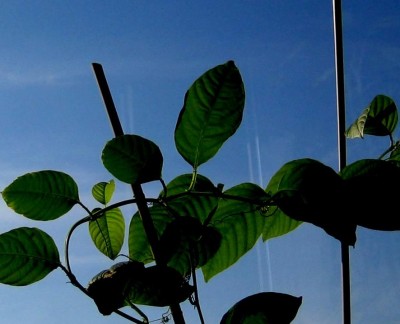 Passi vom letzten Aussaatwettbewerb....jpg