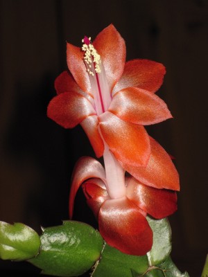 IMG_0885 Schlumbergera (orangerot).jpg