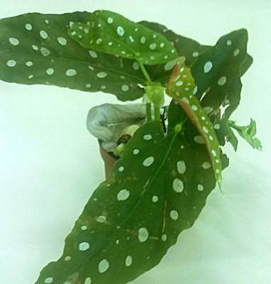 begonia_maculata_wightii.jpg