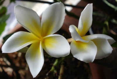 Bluete_Plumeria.JPG