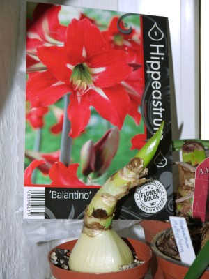 Hippeastrum Balantino Lidl 1.jpg