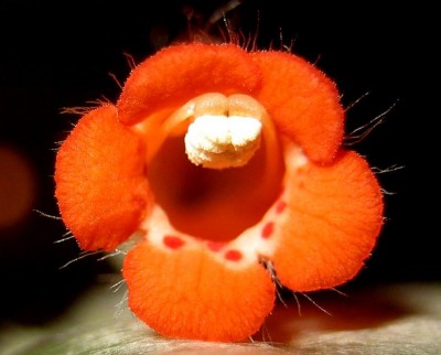 mini aber oho....jpg