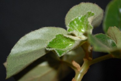 Begonia213 003yy.jpg
