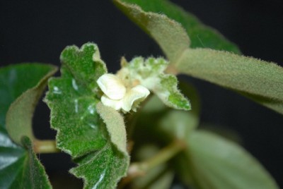 Begonia213 002yy.jpg