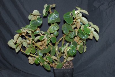 Begonia213 001yy.jpg