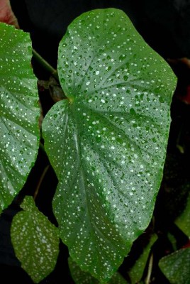 Begonia213 007yy.jpg
