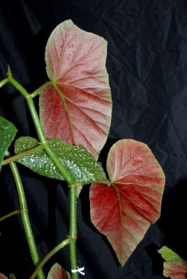 Begonia213 006yy.jpg