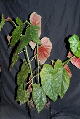 Begonia213 005yy.jpg