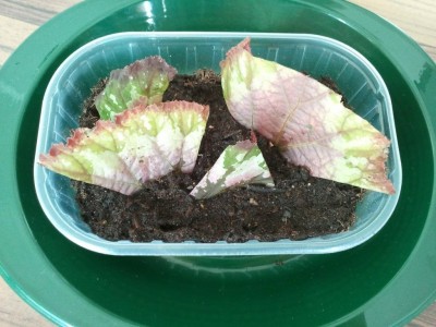 2013-04-18 08.53.18.jpg