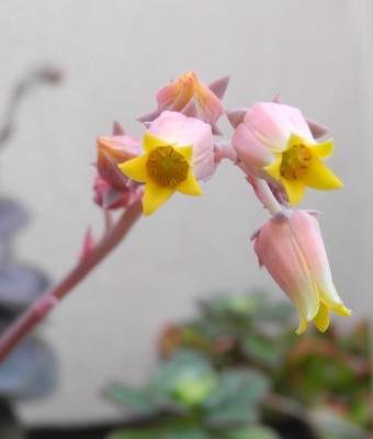 Echeveria3.jpg