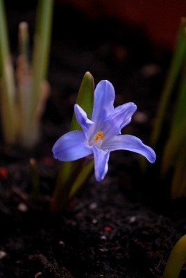 Frühling2013 070yy.jpg