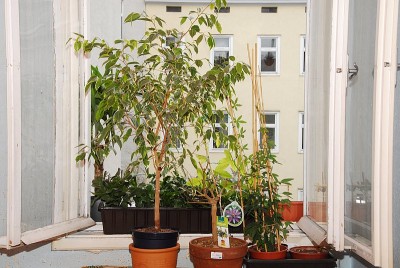 dsc_9750_Katzenzimmer.jpg